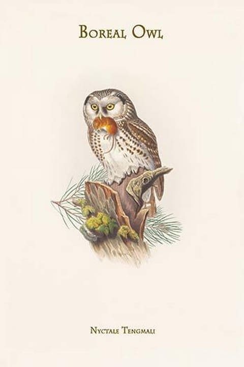 Nyctale Tengmali - Boreal Owl by John Gould - Art Print