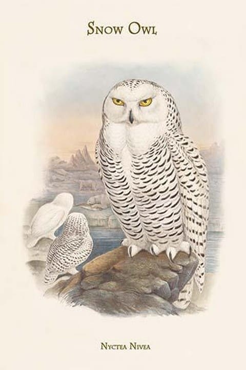 Nyctea Nivea - Snow Owl by John Gould #2 - Art Print