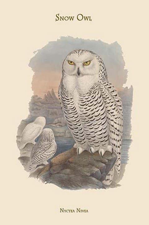 Nyctea Nivea - Snow Owl by John Gould - Art Print