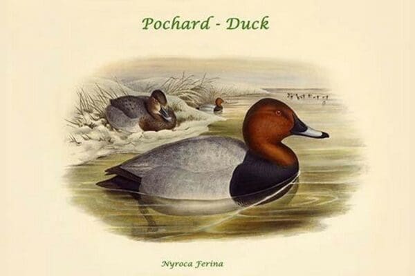 Nyroca Ferina - Pochard - Duck by John Gould - Art Print