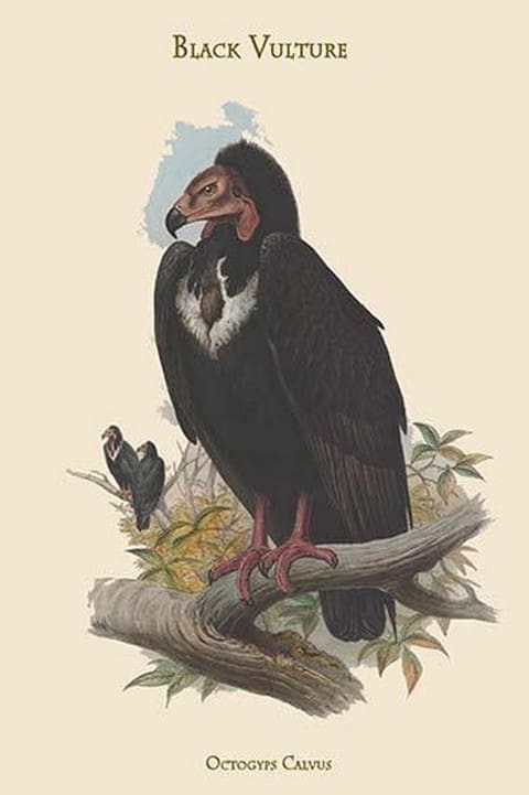 Octogyps Calvus - Black Vulture by John Gould - Art Print