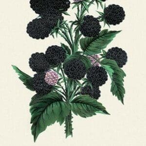 Ohio Black Raspberry - Art Print