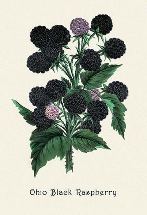 Ohio Black Raspberry - Art Print