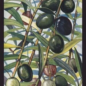 Olives - Art Print