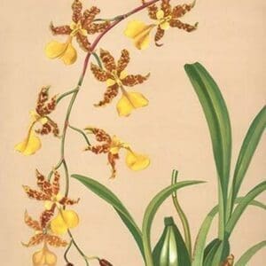 Oncidium Barker II by H.G. Moon #2 - Art Print