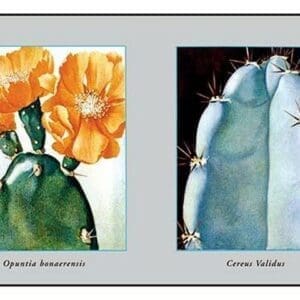 Opuntia Bonaerensis - Art Print