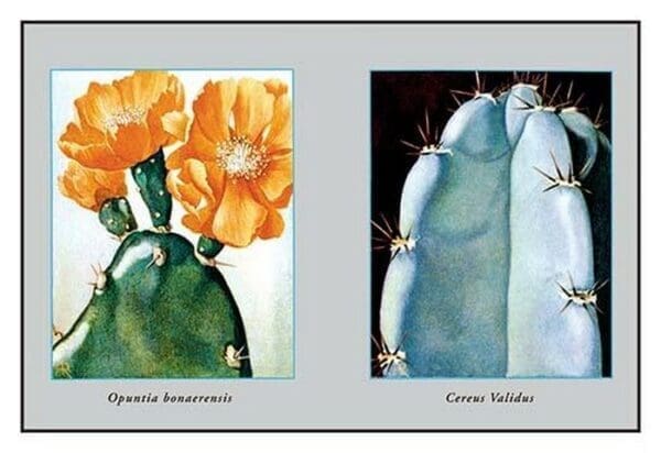 Opuntia Bonaerensis - Art Print