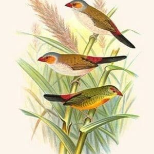 Orange Cheeked Waxbill & Zebra Waxbill by Frederick William Frohawk - Art Print