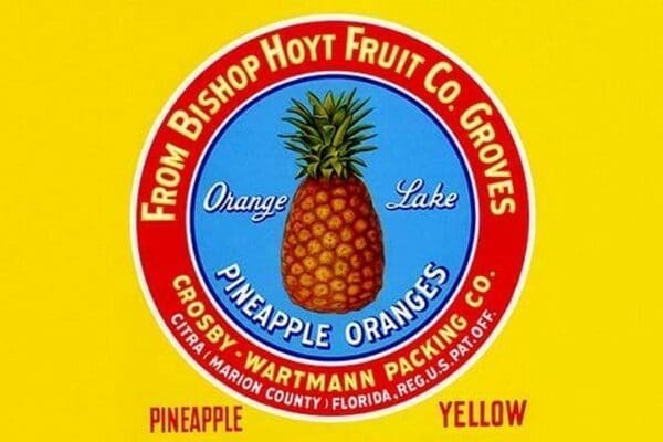 Orange Lake Pineapple Oranges #2 - Art Print