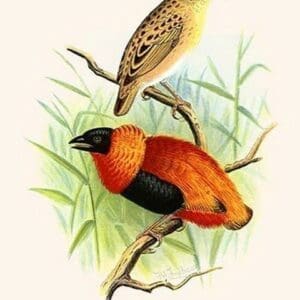 Orange Weaver by Frederick William Frohawk - Art Print