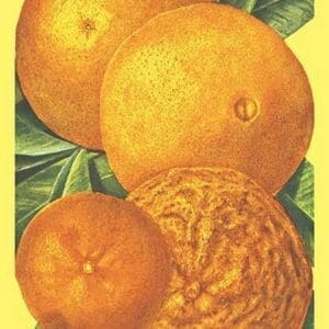 Oranges - Art Print