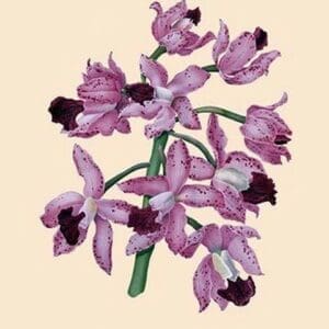 Orchid: Cattleya Amethystoglossa - Art Print