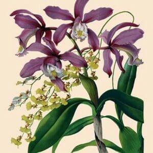 Orchid: Cattleya Harrisoniae by William Forsell Kirby - Art Print