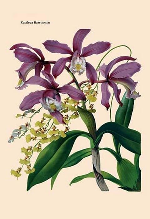 Orchid: Cattleya Harrisoniae by William Forsell Kirby - Art Print