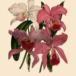 Orchid: Cattleya Labiata - Art Print