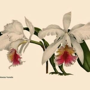 Orchid: Cattleya Mossia Vestalis - Art Print