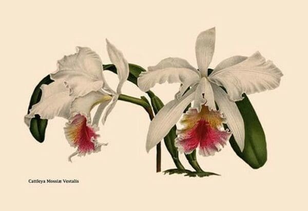 Orchid: Cattleya Mossia Vestalis - Art Print