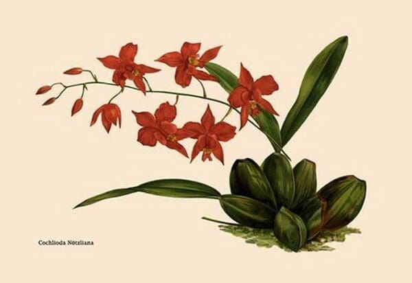 Orchid: Cochlioda Notzliana by William Forsell Kirby - Art Print