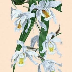 Orchid: Coelogyne Cristata - Art Print