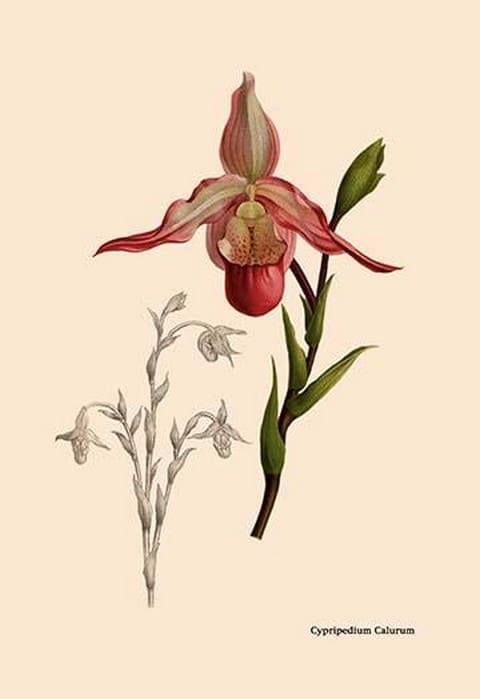 Orchid: Cypripedium Calurum by William Forsell Kirby - Art Print