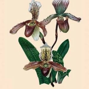 Orchid: Cypripedium Hybrides - Art Print