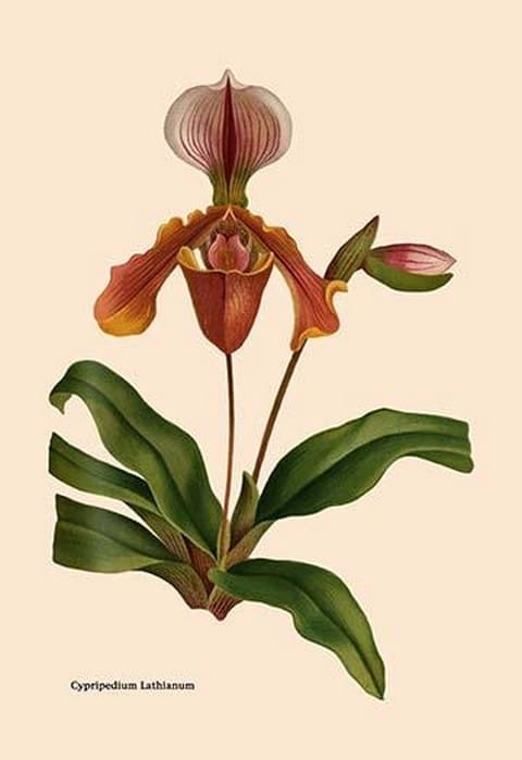 Orchid: Cypripedium Lathianum by William Forsell Kirby - Art Print