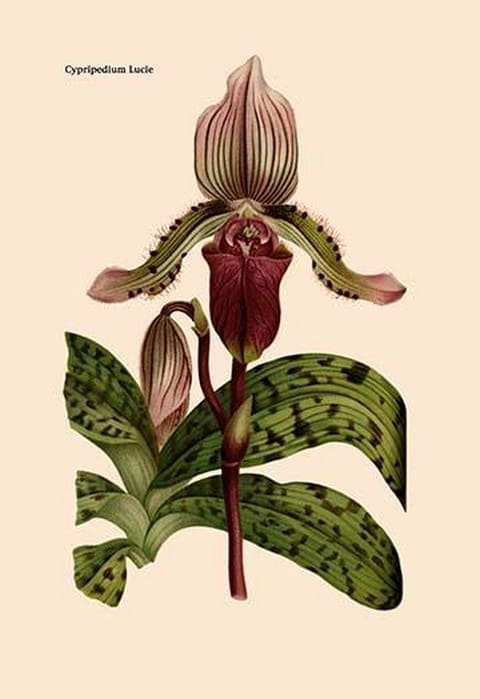 Orchid: Cypripedium Lucie by William Forsell Kirby - Art Print