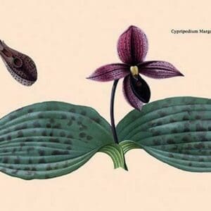 Orchid: Cypripedium Margaritaceum - Art Print