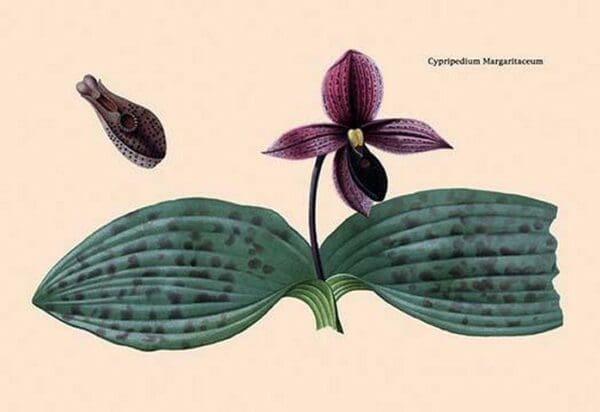 Orchid: Cypripedium Margaritaceum - Art Print