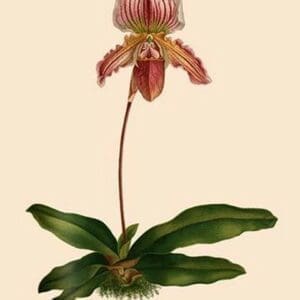 Orchid: Cypripedium Niobe - Art Print