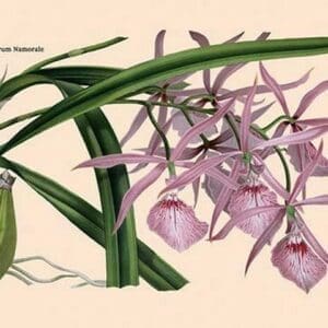 Orchid: Epidendrum Namorale - Art Print