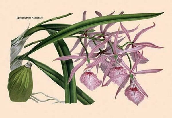 Orchid: Epidendrum Namorale - Art Print