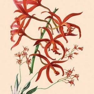 Orchid: Laelia Cinnabarina - Art Print