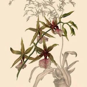 Orchid: Odontoglossum Hastilablum - Art Print