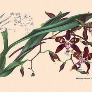 Orchid: Odontoglossum Tripudans - Art Print