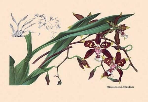 Orchid: Odontoglossum Tripudans - Art Print