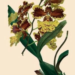 Orchid: Oncidium Mantinii - Art Print