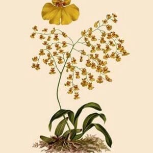 Orchid: Oncidium Varicosum - Art Print