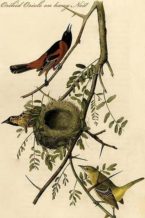 Orchid Oriole on hang Nest by John James Audubon - Art Print