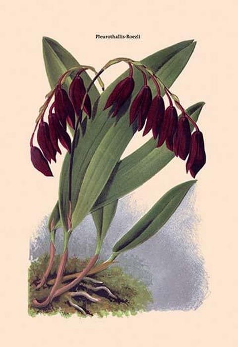 Orchid: Pleurothallis-Roezli by William Forsell Kirby - Art Print