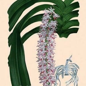 Orchid: Saccolabium Guttatum Gicanticum - Art Print