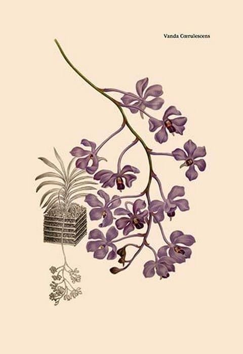 Orchid: Vanda Coerulescens by William Forsell Kirby - Art Print