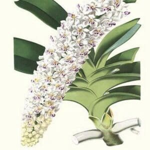 Orchid by Louis Benoit Van Houtte #2 - Art Print