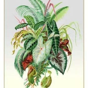 Ornamental Foliage Plants - Art Print