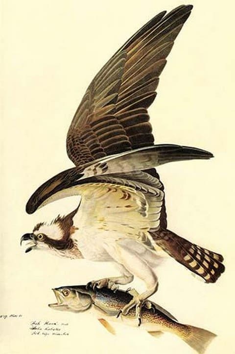 Osprey by John James Audubon - Art Print