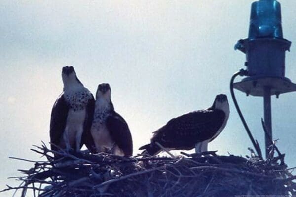 Osprey by Mary Hollinger - Art Print