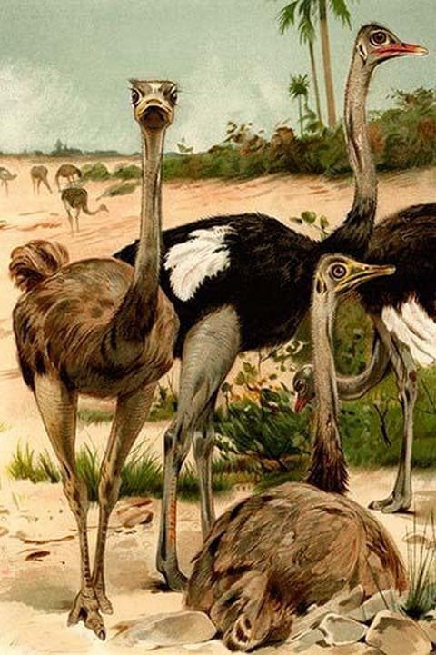 Ostrich by Friedrich Wilhelm Kuhnert - Art Print