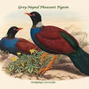 Otidiphaps Cervicalis - Grey-Naped Pheasant Pigeon by John Gould - Art Print