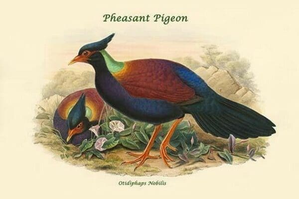 Otidiphaps Nobilis - Pheasant Pigeon by John Gould - Art Print