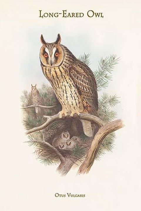 Otus Vulgaris - Long-Eared Owl by John Gould - Art Print